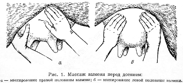 Массаж при мастите. Массаж при мастите у коров. Массаж вымени при мастите у коровы.